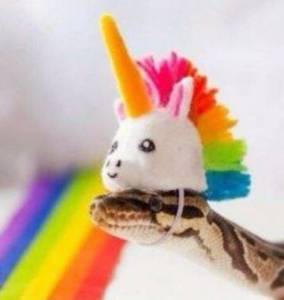 Picture of Python with a unicorn hat